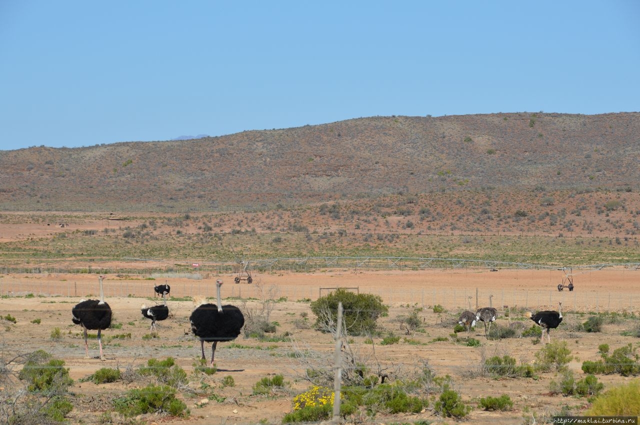 Оудсхорн. И яйца страуса и вкус… его же мяса Оудсхорн, ЮАР