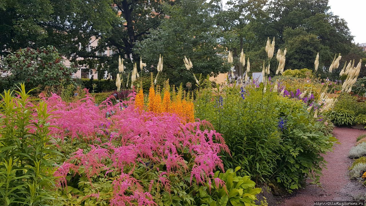 Питер, гроза и флоксы. Санкт-Петербург, Россия