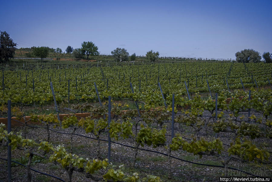 Виноградники Торрес в Испании Испания