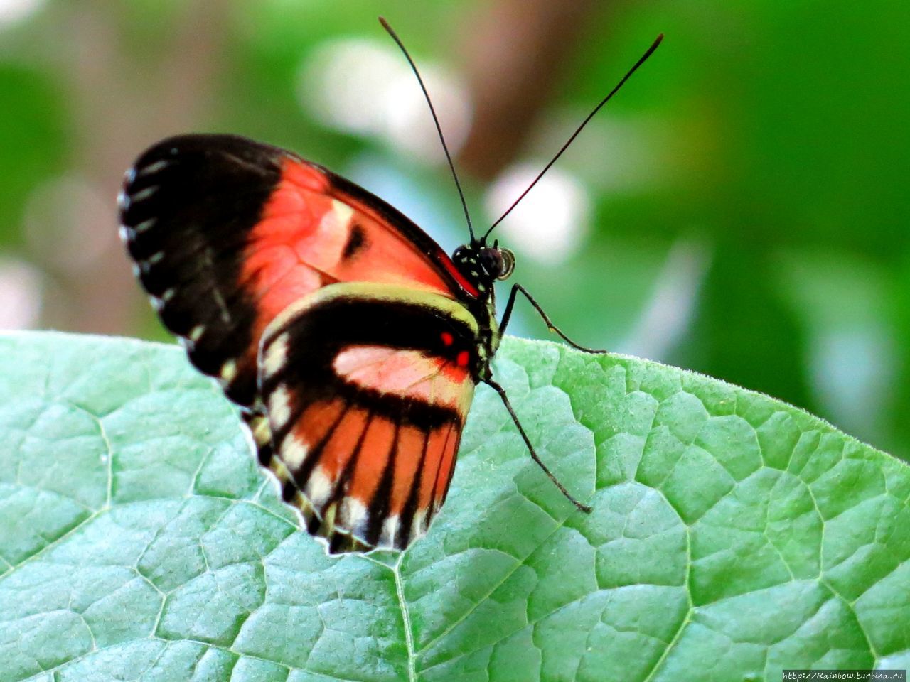 Волшебные крылышки бабочек / Magic Wings Butterfly Conservatory