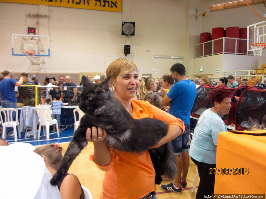 На кошачьей выставке в Хайфе Хайфа, Израиль