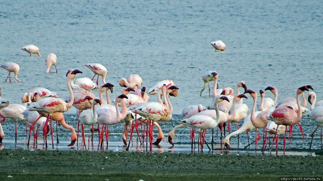 Озеро Лак Аббе: рассвет, горячие источники, фламинго Озеро Аббе, Джибути