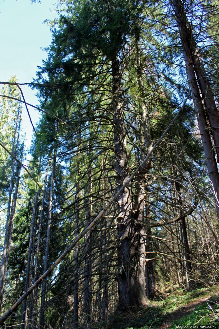 Медвежья тропа Волосянка, Украина