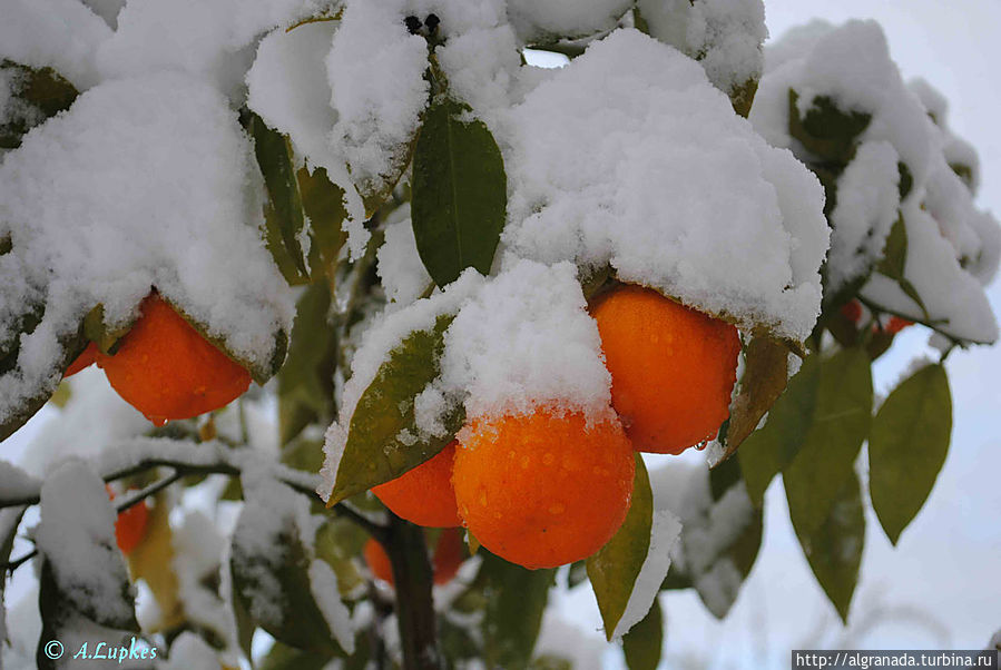 Апельсины в снегу Гранада, Испания