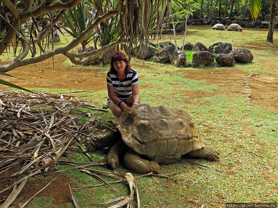 но ветки быстро съедаются, далее начинается активное общение с пассивными живортными Ля Ваний Резерв де Маскарен (природный парк), Маврикий