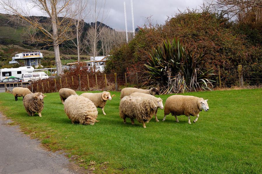 Пушистые овечки идут стричься Нгонготаха, Новая Зеландия