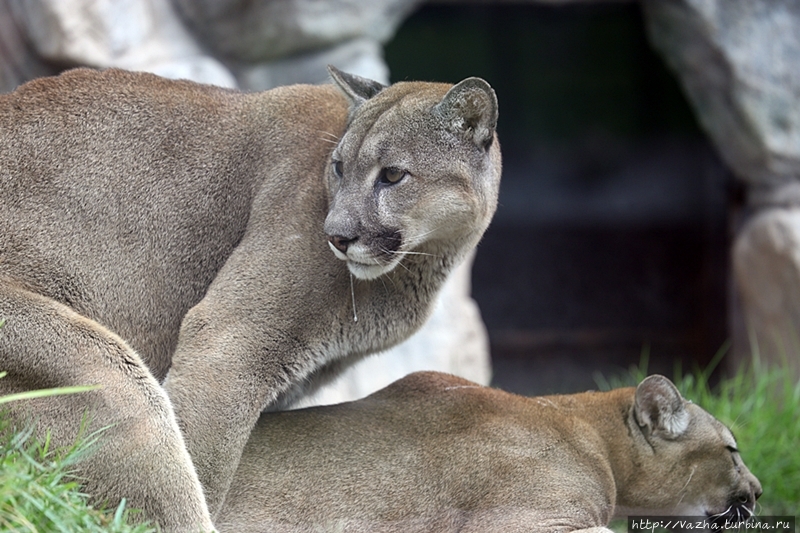 Зоопарк Лимы Лима, Перу
