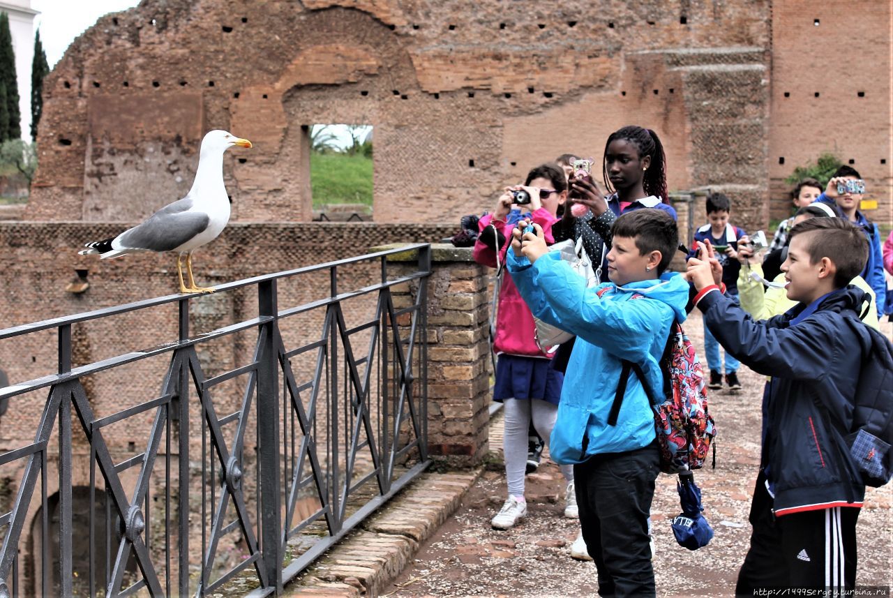Стадион Домициана, чайка, дети и обиженная ворона Рим, Италия