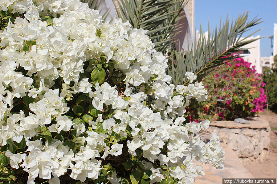 Египетская Бразильянка. Шарм-Эль-Шейх, Египет
