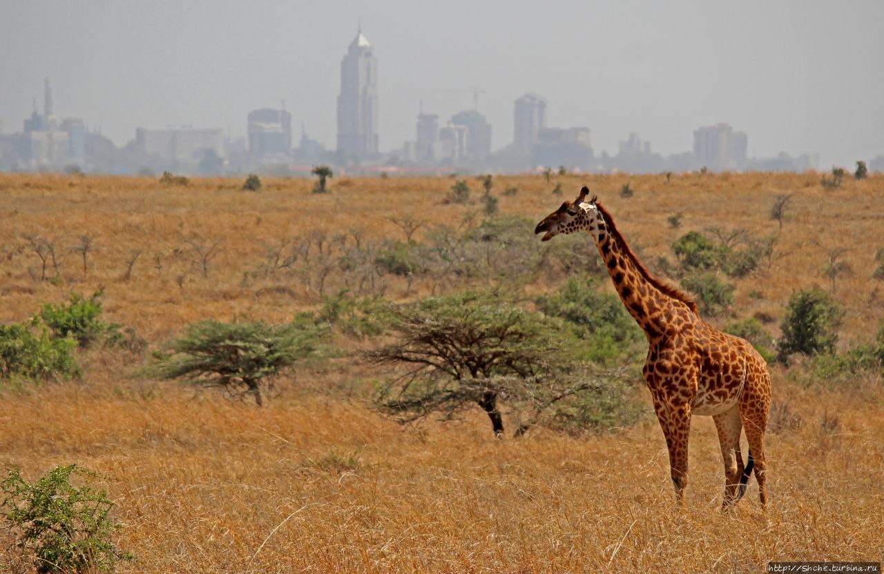 Национальный парк Найроби / Nairobi National Park
