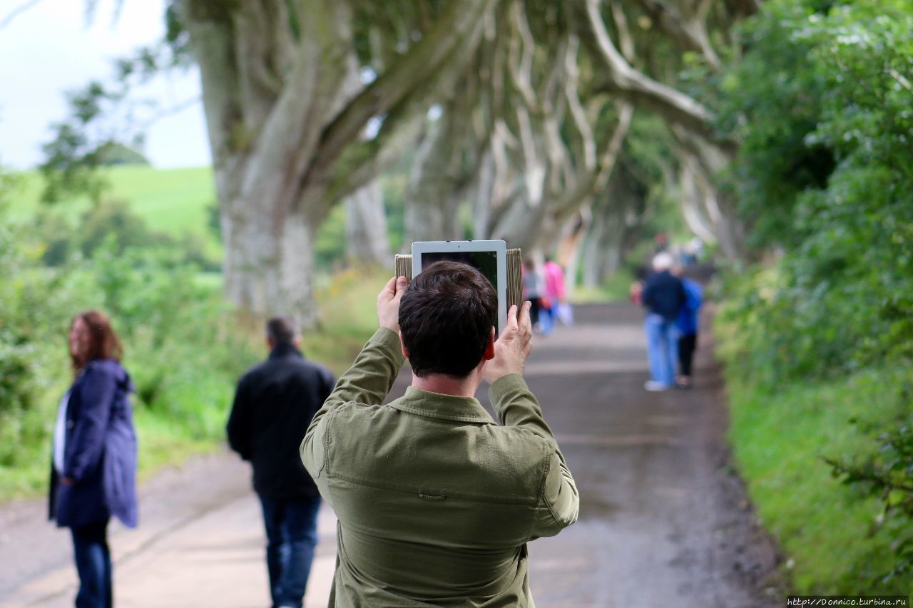 Темная Аллея Dark Hedges и темные века Dark Ages Дарк-Хеджес, Великобритания