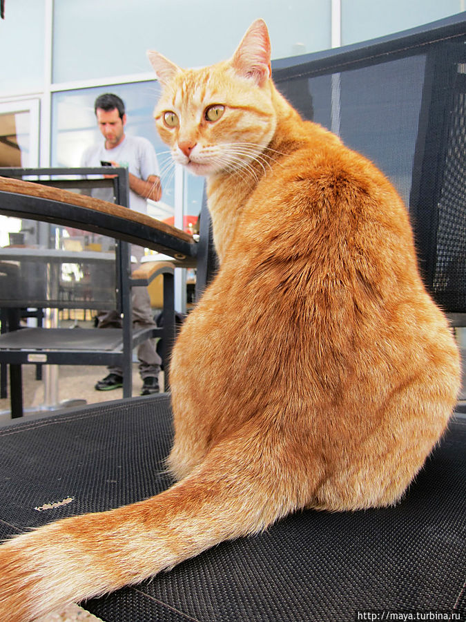 чего изволите?