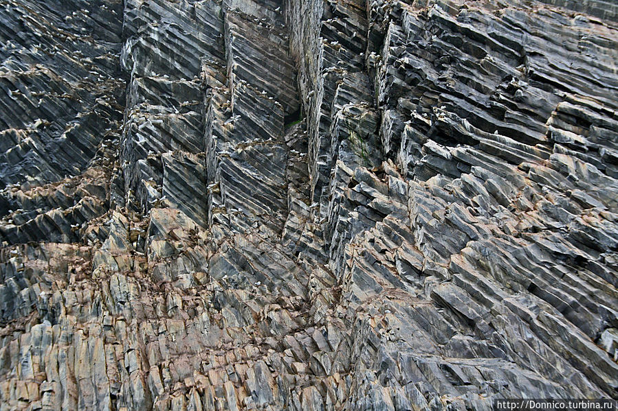 Скала Рубини: Квартиранты арктической многоэтажки Земля Франца-Иосифа архипелаг, Россия