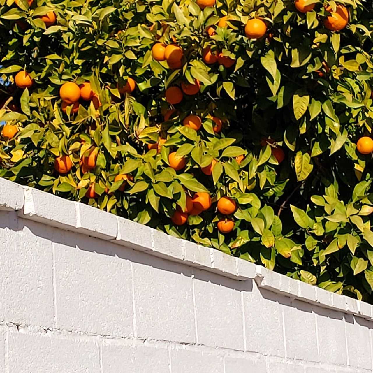 Апельсиновая зима в Севилье Севилья, Испания