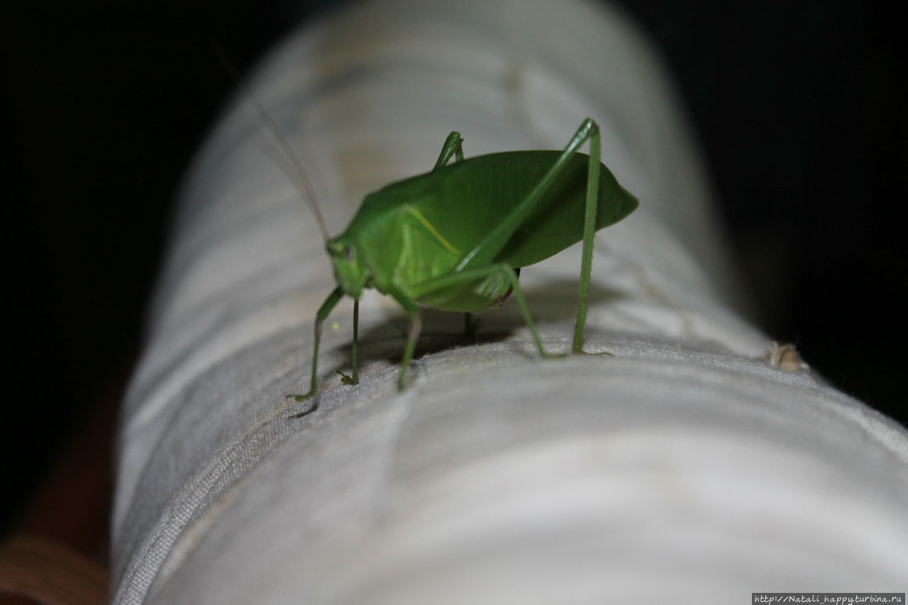Не было печали...