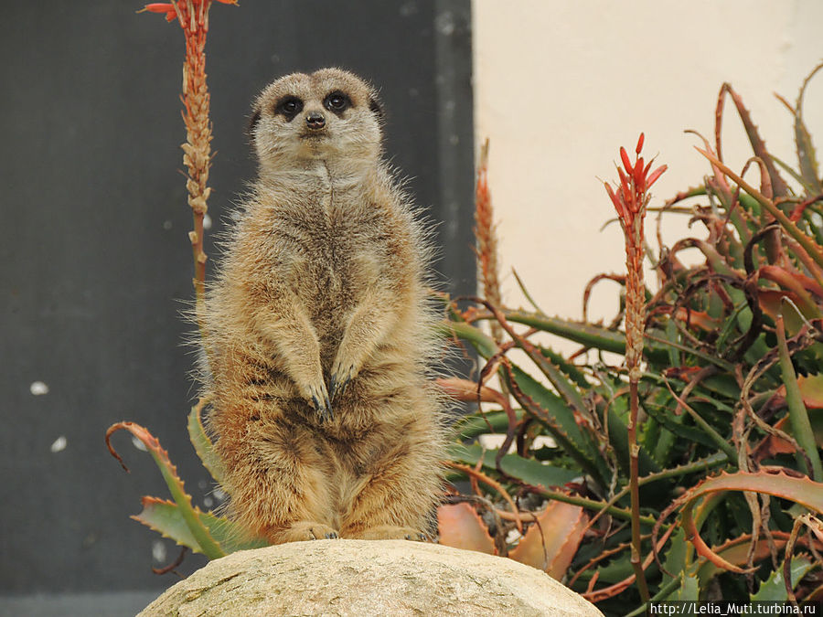 Zoo Roma Рим, Италия