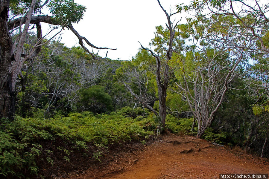 Волшебный лес Гавайев. Здесь не оставит след протектор авто Парк штата Нуалоло Кай, остров Кауаи, CША