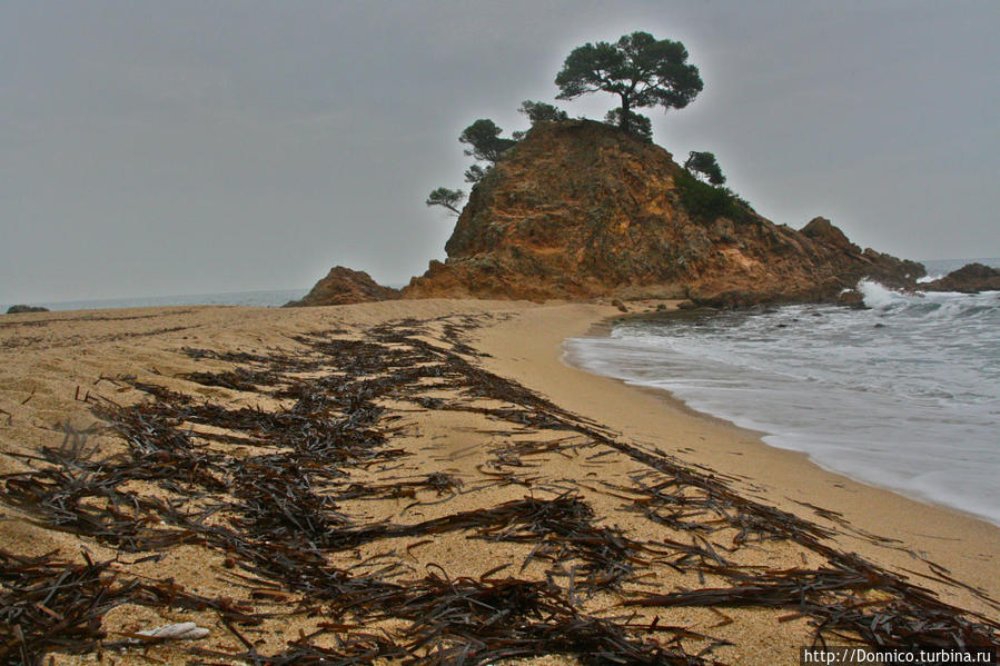 Дорогу к Красному Мысу Cap Roig преодолеваю по дорожке из бурых водорослей. Все как в стране Оз, но но все немного отличается. Чайки вместо летучих обезьян в частности )) ...