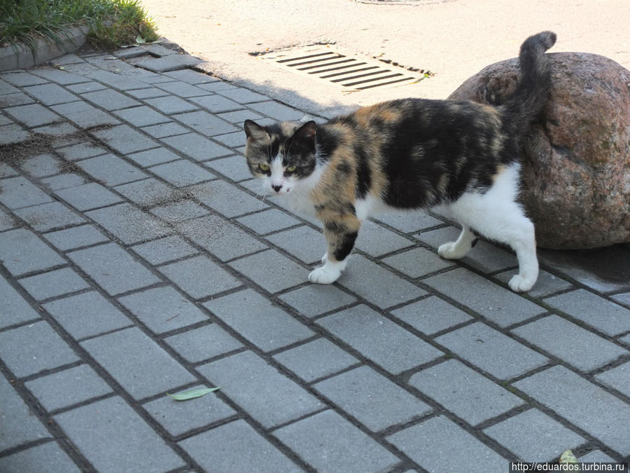 Мурчащие коты, яркие и не очень))) Санкт-Петербург, Россия
