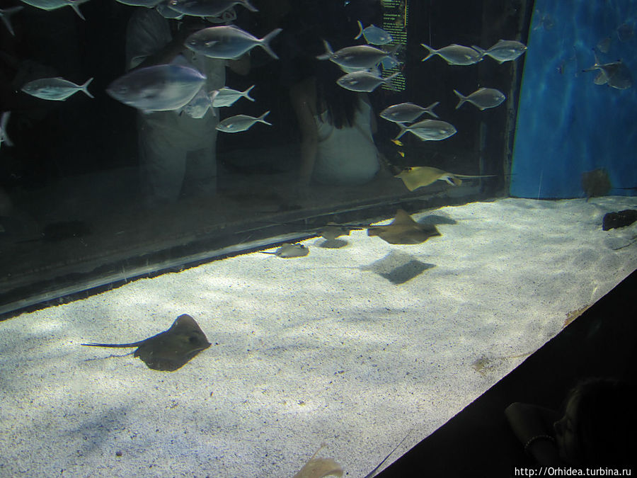 Обитатели барселонского аквариума Барселона, Испания