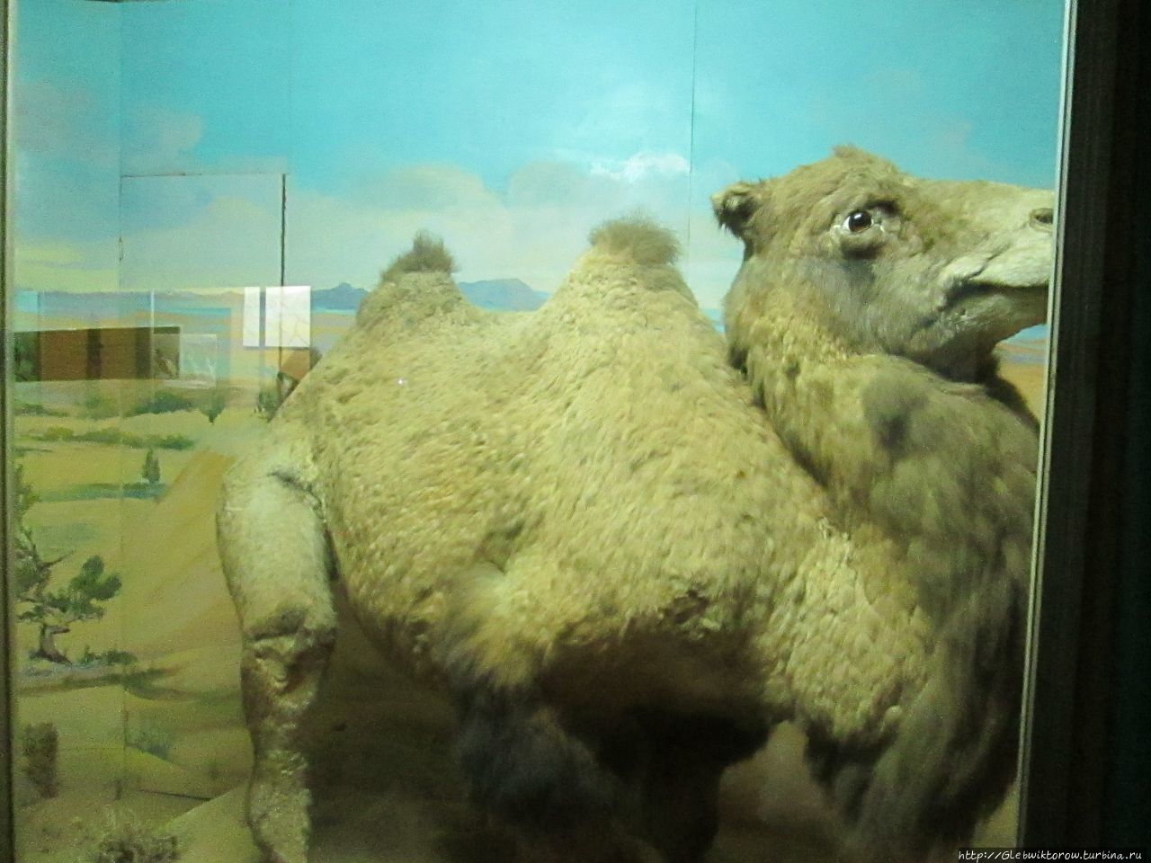 Музей дикой природы и охоты Улан-Батор, Монголия