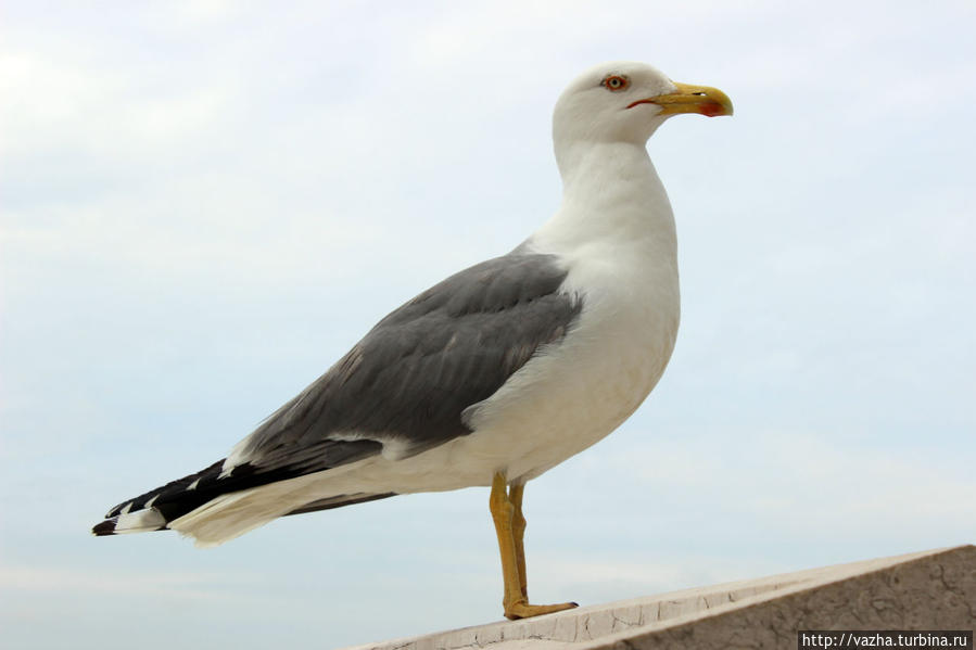 Площадь Венеции. Рим, Италия