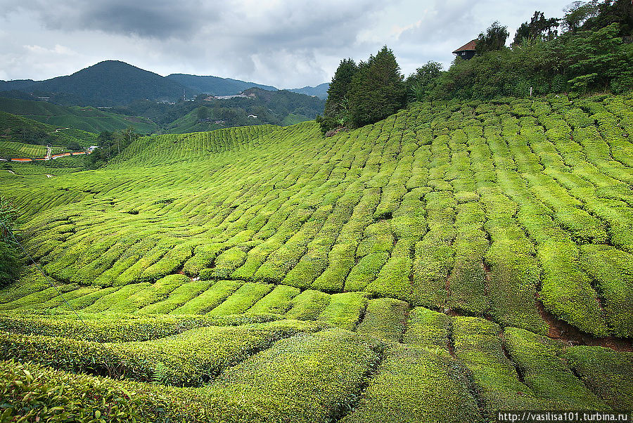 Чайные плантации — Sungai Palas Boh Tea Estate Танах-Рата, Малайзия