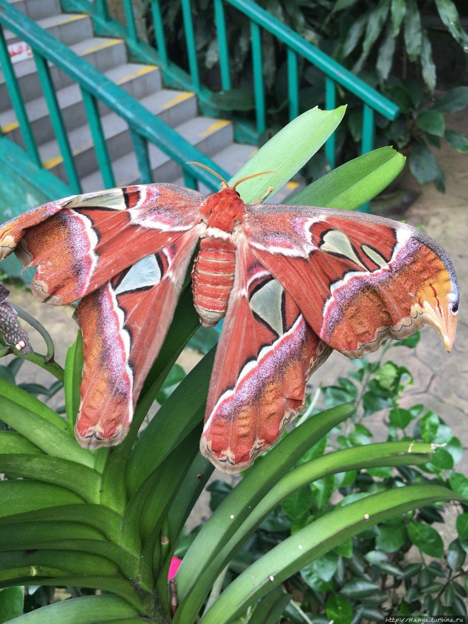 Парк бабочек. Фото из инт