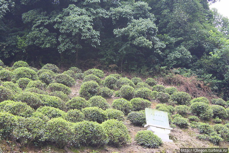 Чайные плантации Лунцзинь Колодец Дракона Ханчжоу, Китай