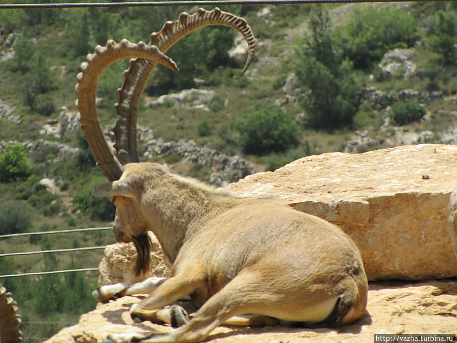 Библейский зоопарк Иерусалима. Иерусалим, Израиль