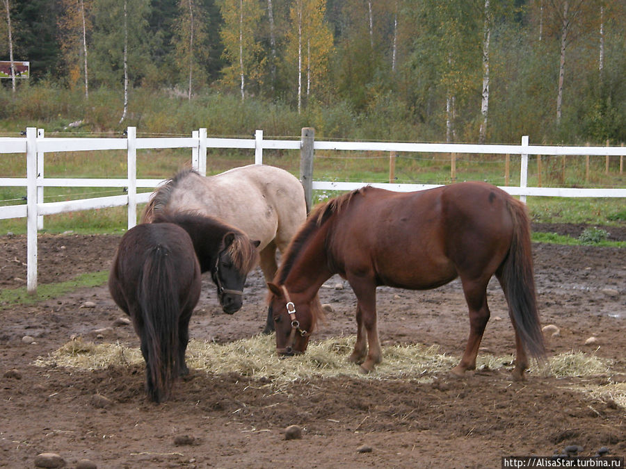 на ферме Маннила есть только что построенная конюшня и манеж, проводятся соревнования и прогулки на лошадях для детей и взрослых Пункахарью, Финляндия