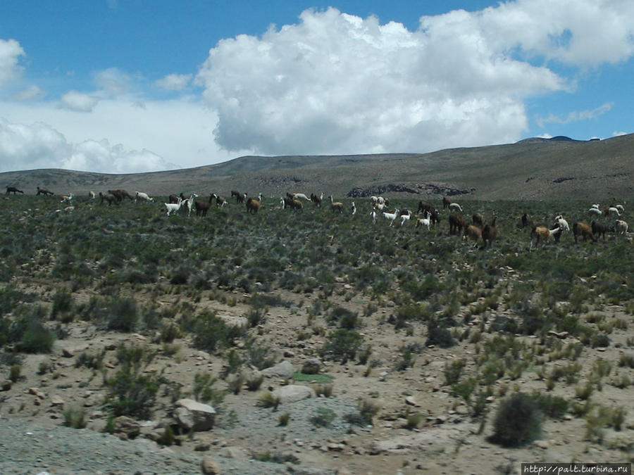 Достояние Перу — гуанако, викуньи, ламы и альпаки Регион Куско, Перу