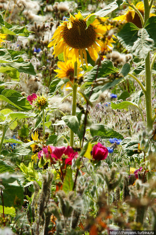 Лето, солнце и подсолнухи Штутгарт, Германия
