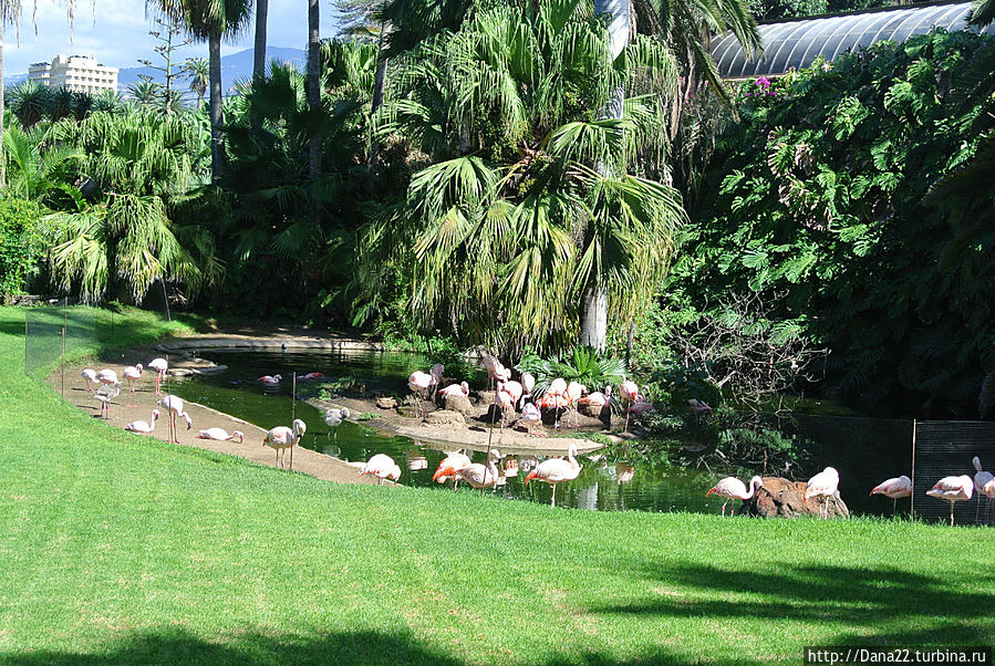 Часть 6. Лоро Парк как гормон счастья Остров Тенерифе, Испания