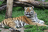 Великолепный Амурский тигр