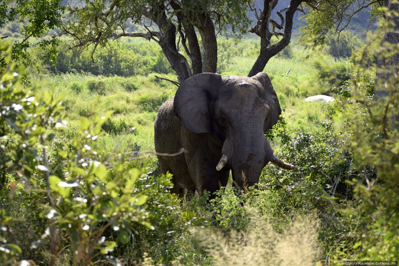 Национальный парк каким названием есть в африке. Крюгер парк ЮАР. Национальный парк Крюгера в Африке. Национальный парк Крюгера ЮАР животные. Национальный парк Лимпопо.