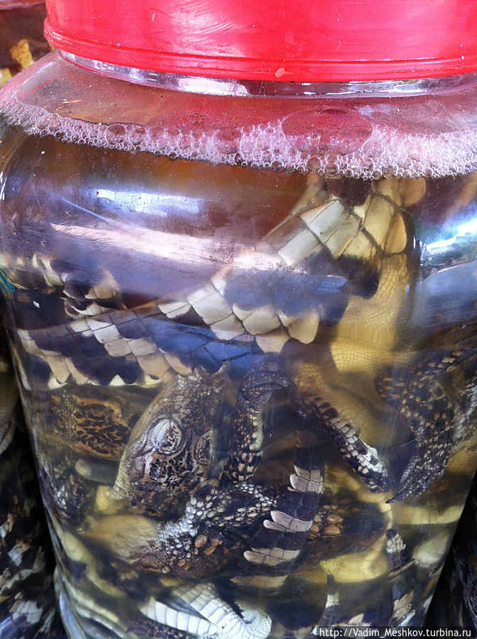 Лечебное снадобье из крокодилов