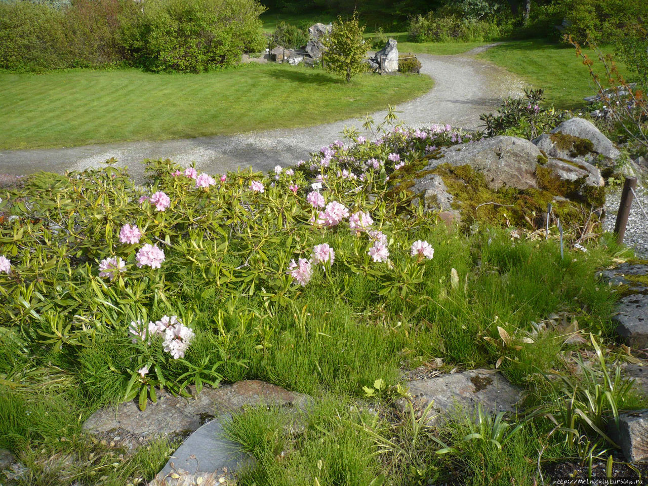 Ботанический сад тромсе. Полярно альпийский ботанический сад. А. Полярный ботанический. Полярный ботанический.