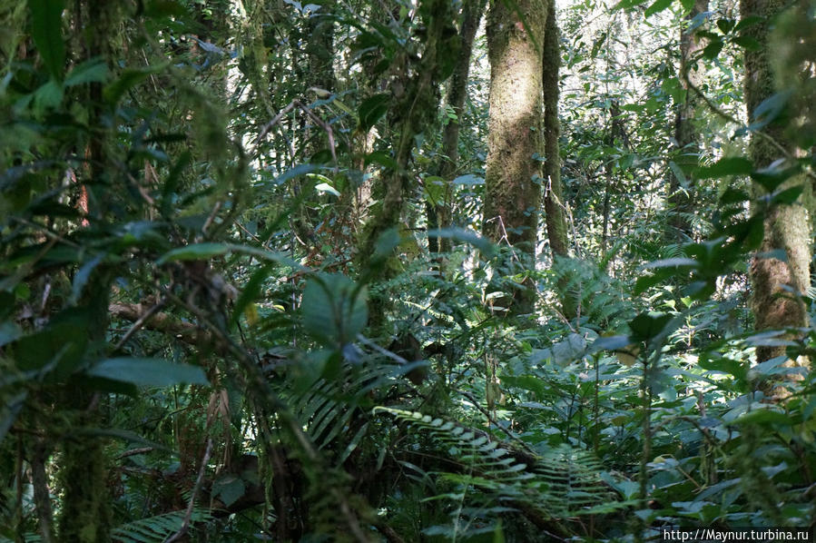 Сразу   за   полями   тропа   вошла   в   непроходимые   джунгли.  . Букиттинги, Индонезия