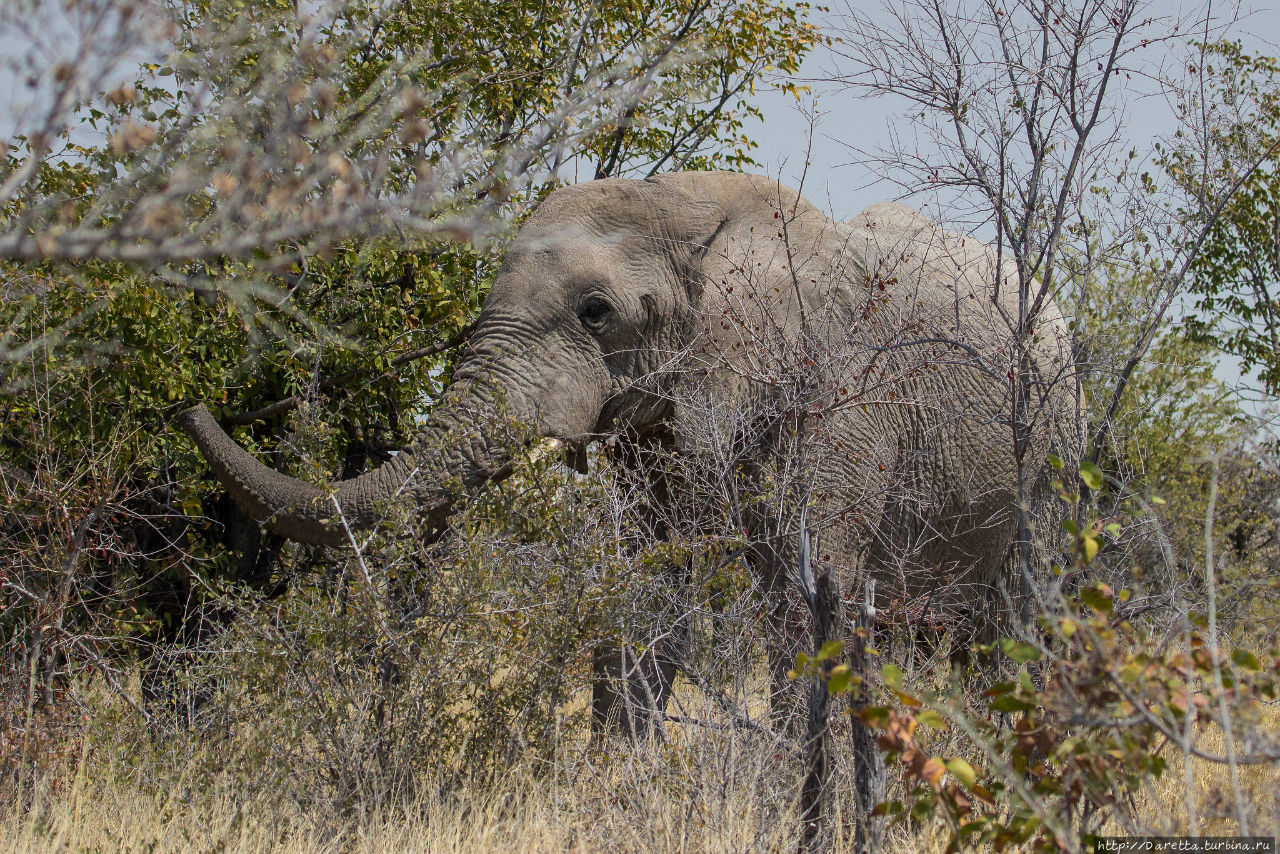 Этоша: Страна миражей Этоша Национальный Парк, Намибия