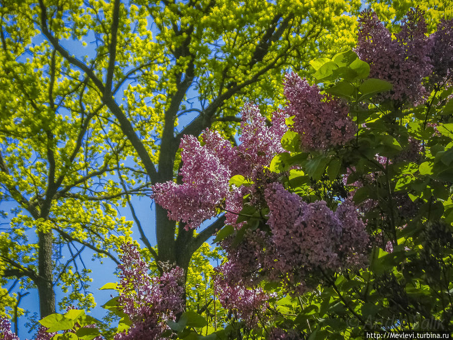 Время сирени Рига, Латвия