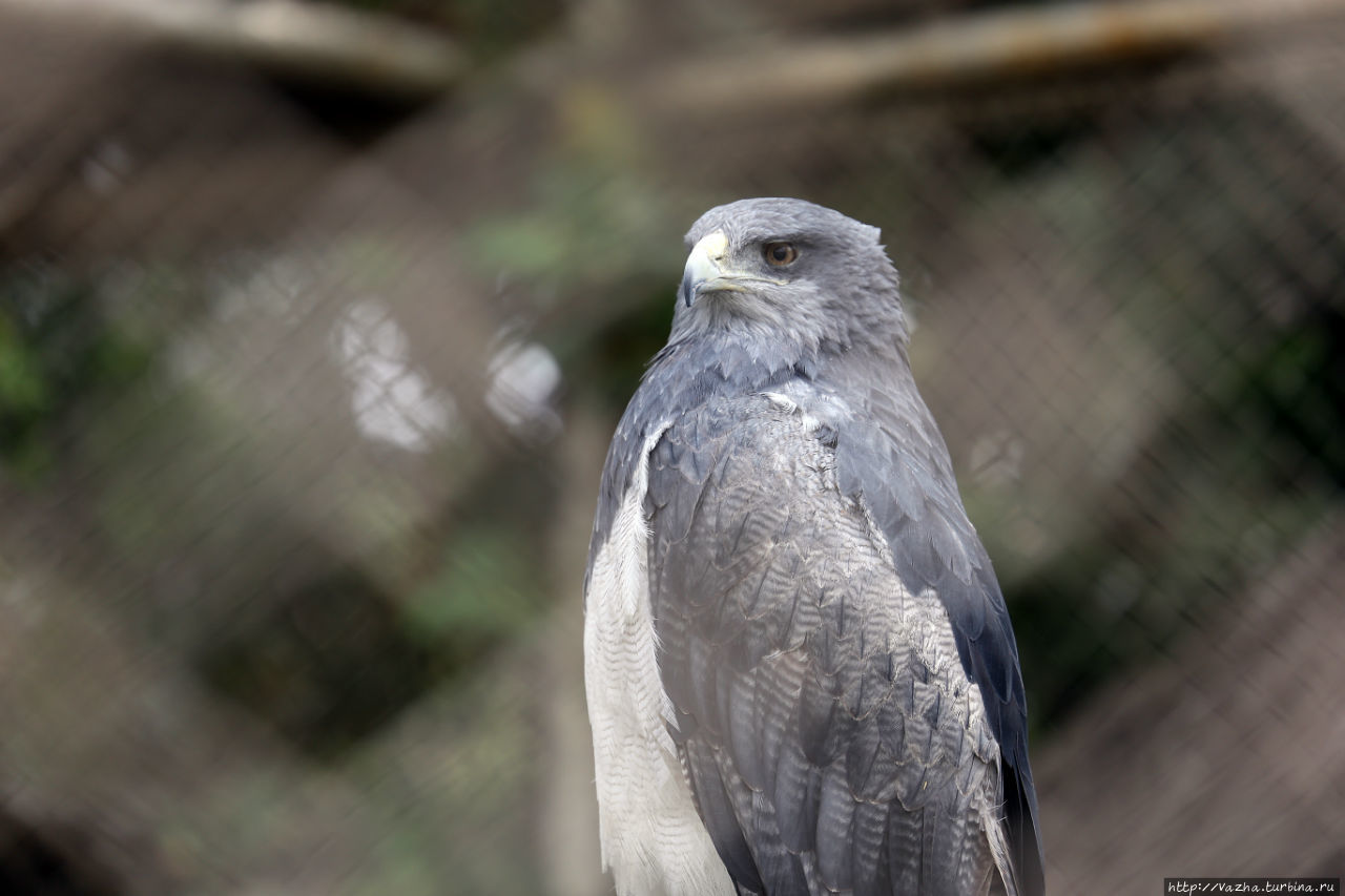 Зоопарк Лимы Лима, Перу