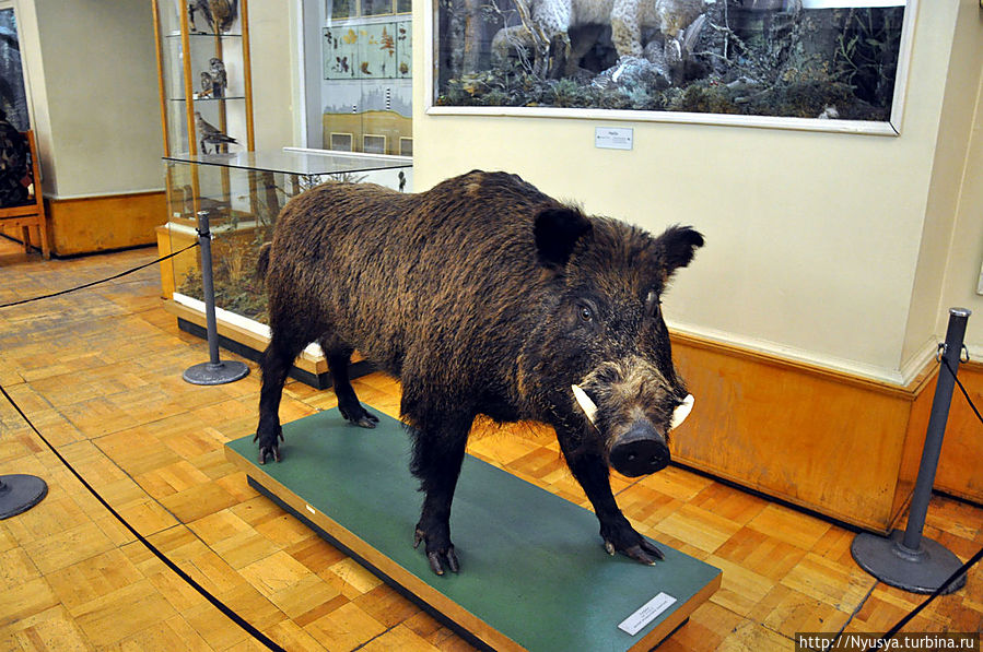 Кабан очень грозный, но всем нравится