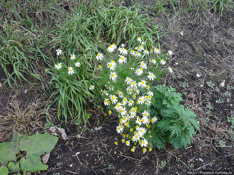Цветы у железнодорожного полотна