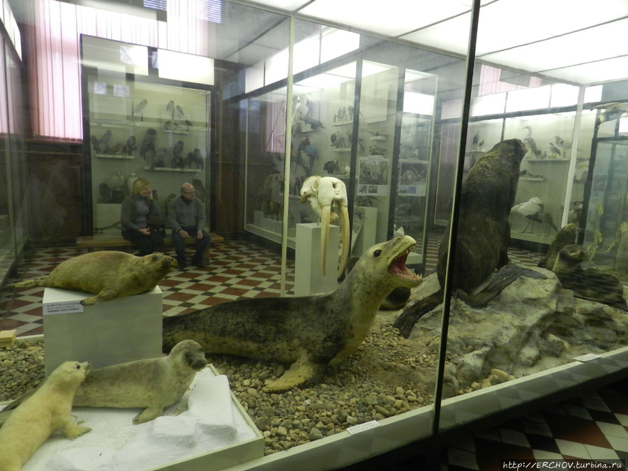 Зоологический музей московского университета. Зоологический музей 1791 года. Зоологический музей в 1791 году. Зоологический музей ломоносова. Зоологический музей тюмгу.