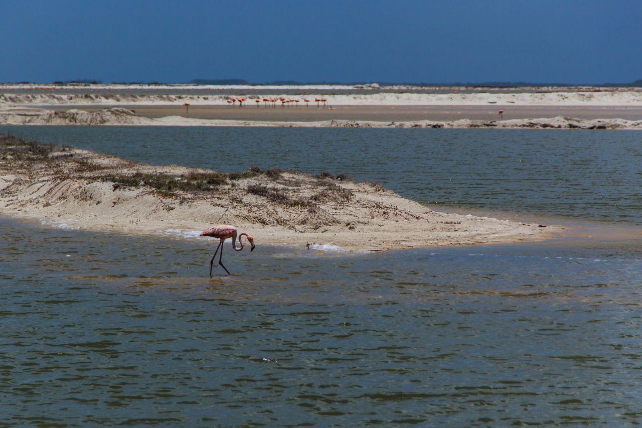 Розовые фламинго.Озёра Лас Колорадас (Las Coloradas). Заповедник Рио Лагартос. Рио-Лагартос Национальный Парк, Мексика