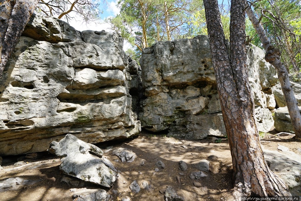 Рачейский бор Старая Рачейка, Россия