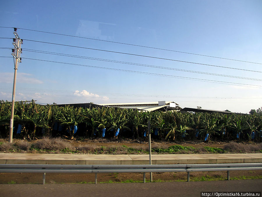 Так выращивают бананы Галилейское море озеро, Израиль