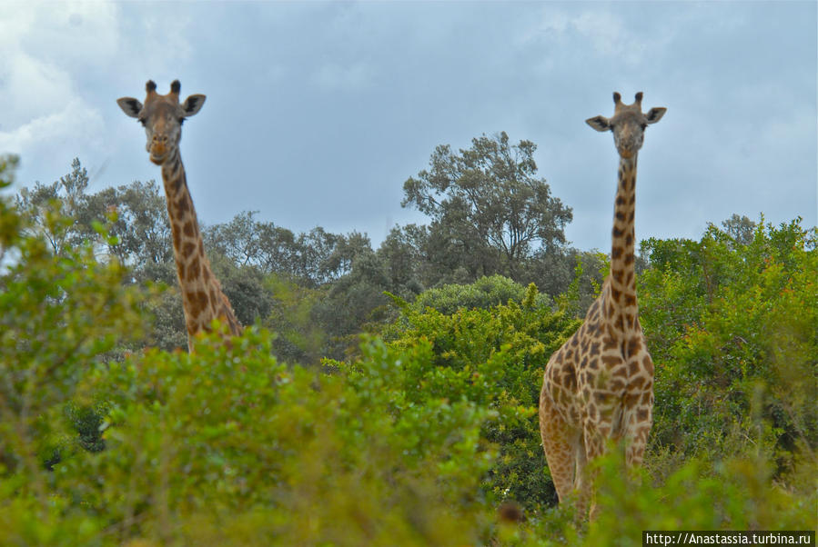 Национальный   парк Найроби