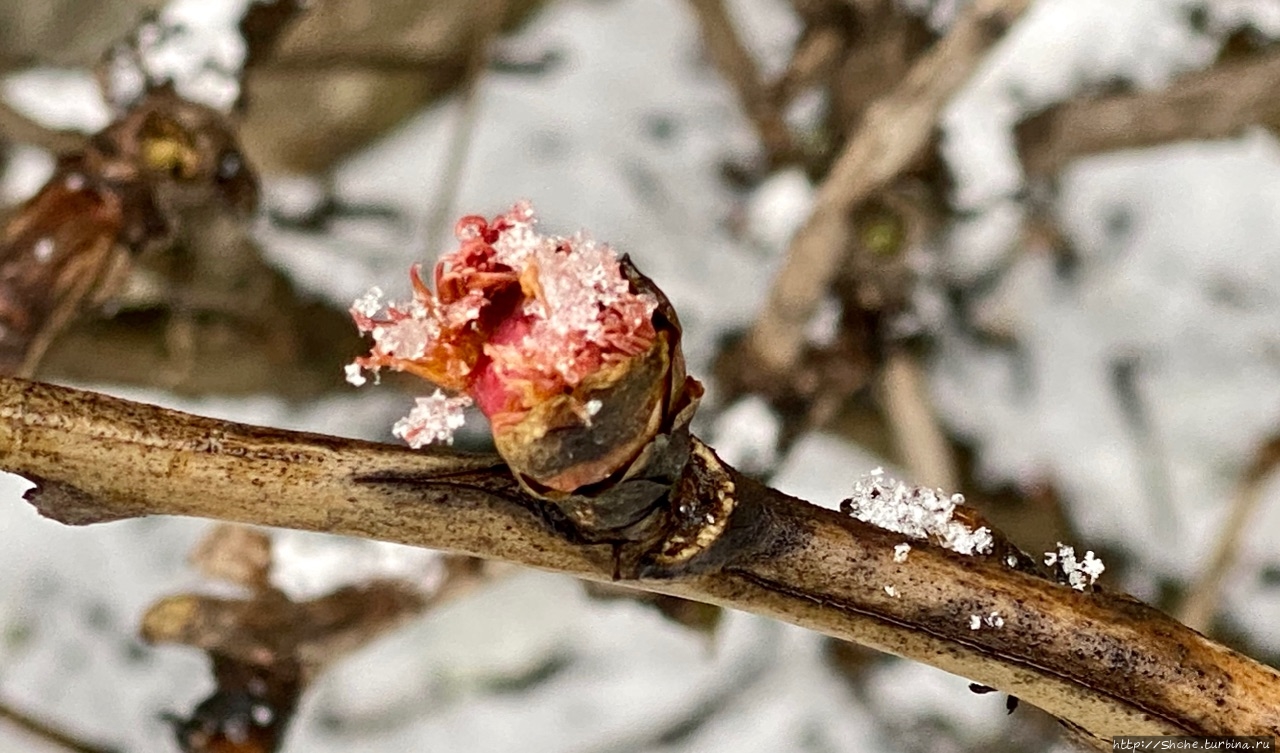 25 января — первый день зимы)) Рогань, Украина